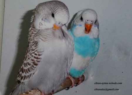 2015  şubat yavrularım