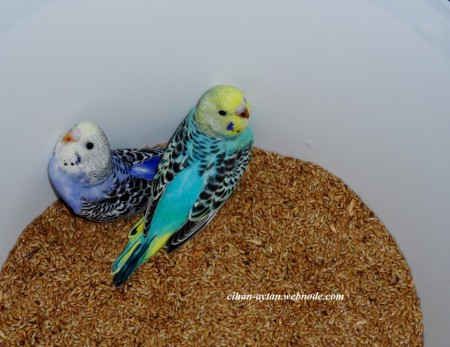 2015 mart yavrularım