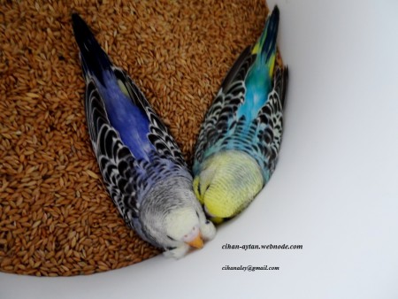 2015 mart yavrularım