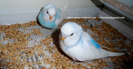 2015 şubat yavrularımız