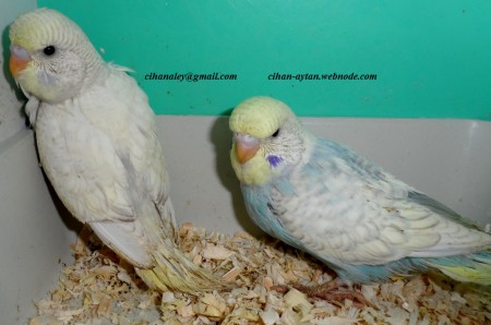 2015 şubat yavrularımız