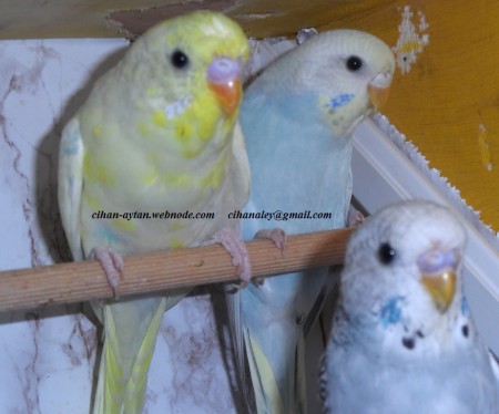 2015 damızlık adayları  sarı kuşumuzun renk değişimine dikkat edin kanda rainbow var