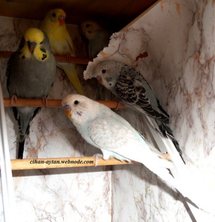 2015 damızlık adaylarımız