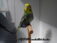 /album/resim-galerisi/sam-1232-jpg/